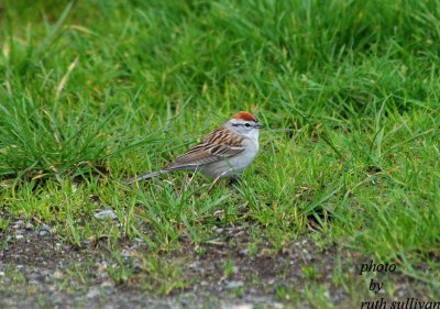 Chipping Sparrow(adult)