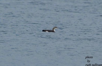 Arctic Loon