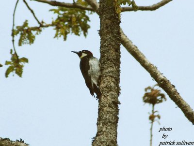 Acorn Woodpecker