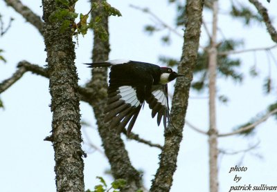 Acorn Woodpecker(in flight)