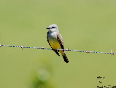 Western Kingbird