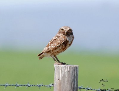 burrowing_owl_photos
