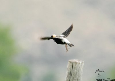 Bobolink(male in flight)