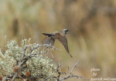 Black-throated Sparrow(in flight)