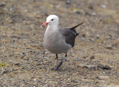 Heermann's Gull(adult)