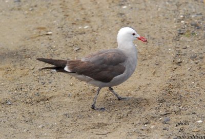 Heermann's Gull(adult)