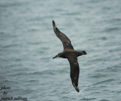Black-footed Albatross(in flight)