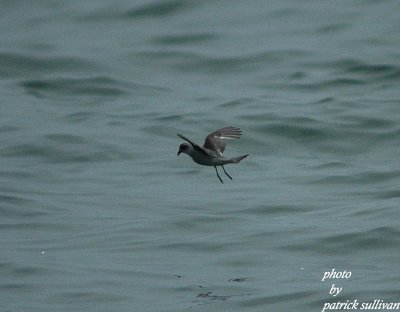 Fork-tailed Storm Petrel