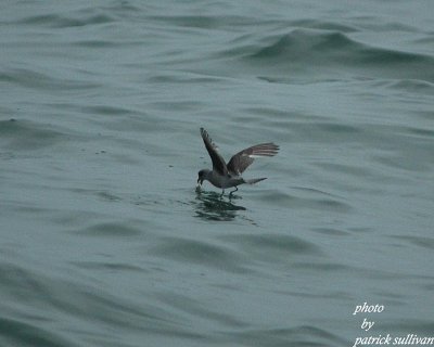 Fork-tailed Storm Petrel