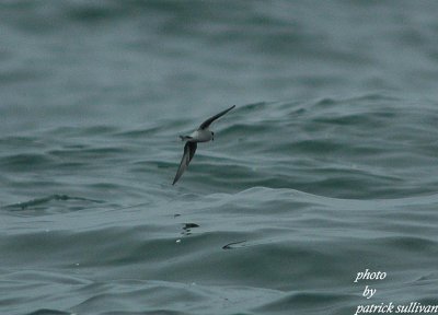 Fork-tailed Storm Petrel
