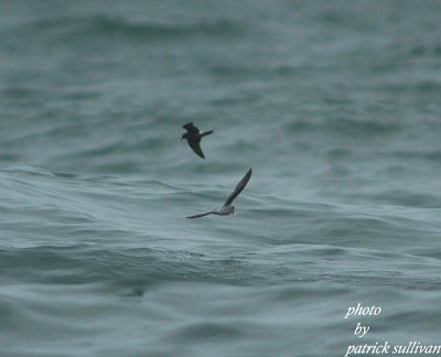 Fork-tailed and Leach's Storm Petrel