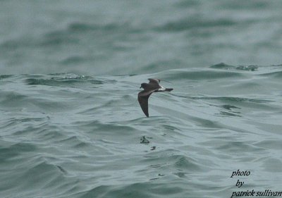 Leach's Storm Petrel