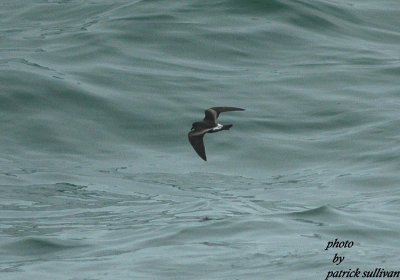 Leach's Storm Petrel