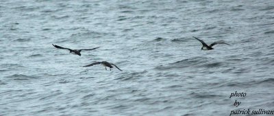 Pink-footed Shearwaters