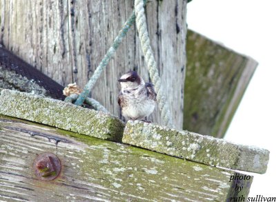 Purple Martin(immature male)