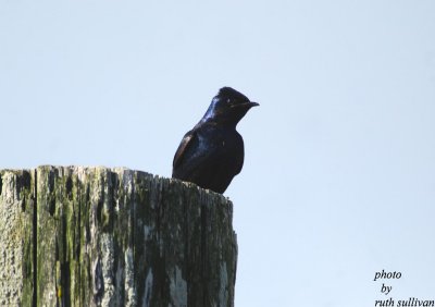 Purple Martin(adult male)