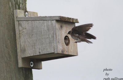 purple_martin_photos