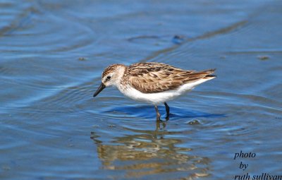 Semipalmated Sandpiper(adult bird)