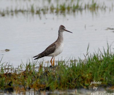 Lesser Yellowlegs