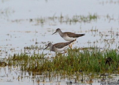 2 Lesser Yellowlegs