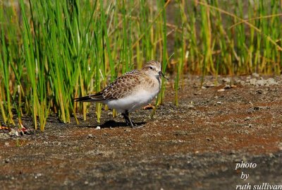 Baird's Sandpiper