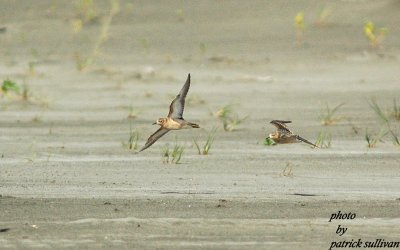 2 Buff-breasted Sandpipers(in flight)