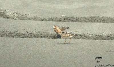 2 Buff-breasted Sandpipers