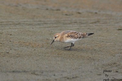 Bairds Sandpiper