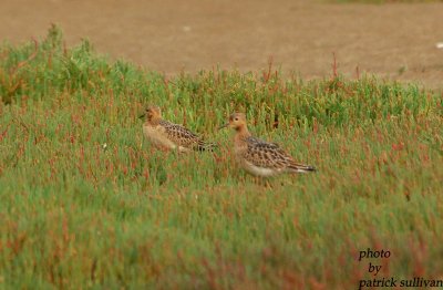 2 Buff-breasted Sandpipers