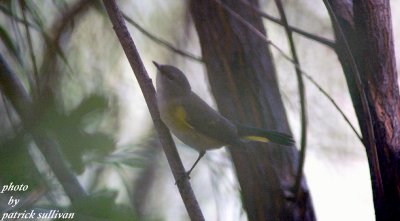 American Redstart(female)