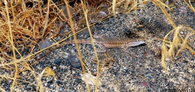 Side-blotched Lizard