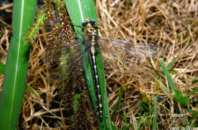 Olive Clubtail