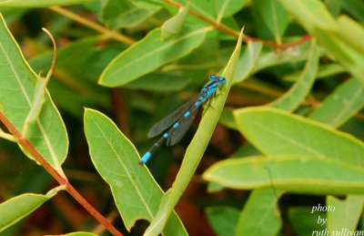 Tule Bluet(male)