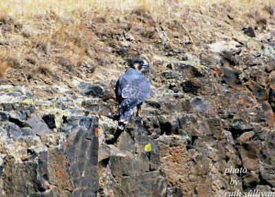 Peregrine Falcon(immature bird)