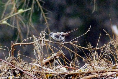 Northern Mockingbird