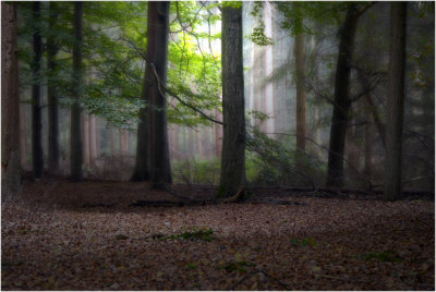 Mastbos Netherlands