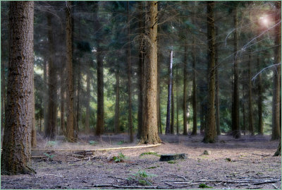Trip To The Woods By Fall