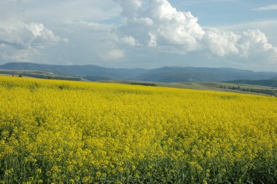 Yellow Field