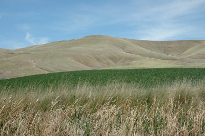 Palouse Fields