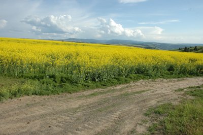 Yellow Field Again