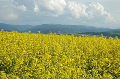 Lots of Yellow