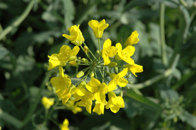 Close Flower
