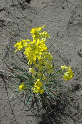 Yellow Flowers