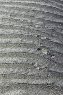 More Tracks in Sand