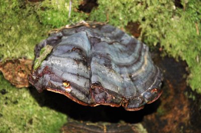 Clamshell Fungi