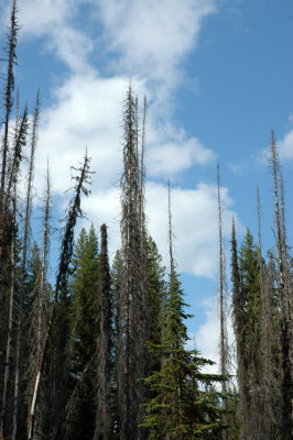 Bluer Skies than Montana