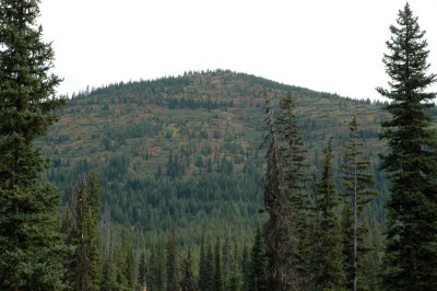 IDAHO - CLEARWATER N.F. - LOLO PASS