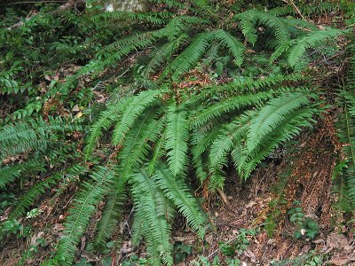 Ferny Forest