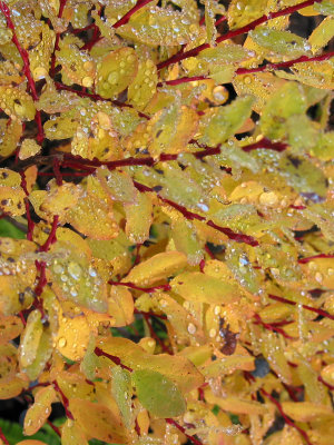 Wet Leaves