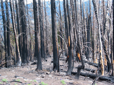 Burnt Forest